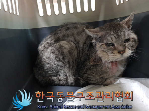 한국동물구조관리협회_441382202500027